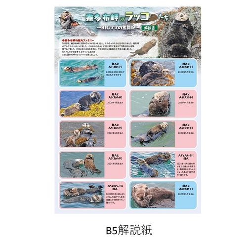 霧多布岬のラッコたち～BIGママの奮闘記～ | JAPAN POST ONLINE SHOP
