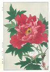 F009 牡丹花版画Flower Woodcut ‐Peony ‐ | - Buyee日本代购服务