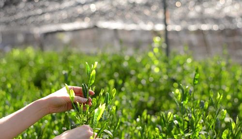マチャ抹茶 HIENN KYOTO Matcha Water(30本入り) | - Online Temsilcili Alışveriş