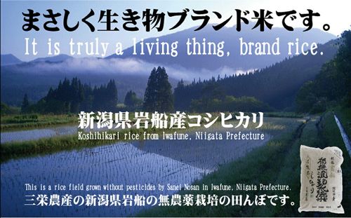 2025年産・新潟岩船産コシヒカリ無農薬『白米』5kg×2袋【送料無料