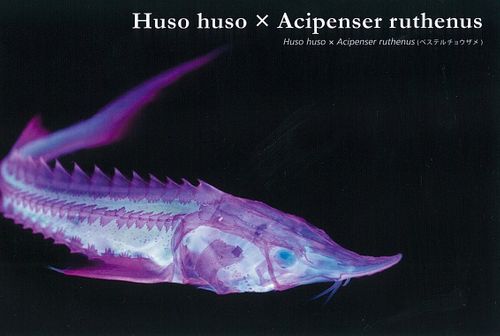 カラスザメ　標本 8産地 ⁡タガメ ⁡ 備考：あそビバ！エコプラザ展示用 ⁡ #タガメモドキ