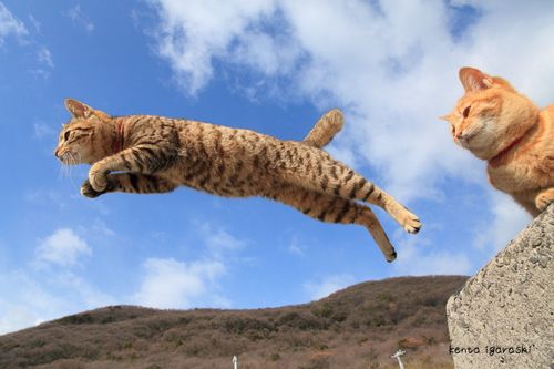 猫 a4 飛び猫 A4写真プリントB | Village Vanguard Online Store - Buyee, an